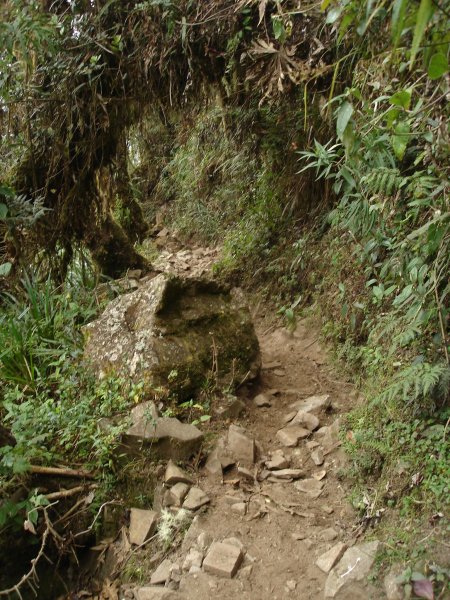 Vysokohorská džungle.