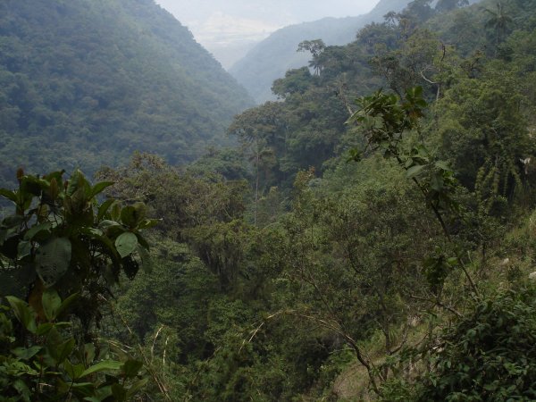 Takhle si představuju horskou džungli.