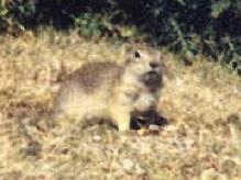 Malé potvory, co ráno běhaly všude po kempu pod Erciyesem