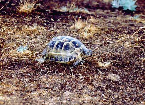 Želva na Sejdžuckém hřbitově Ahlad (foto Hlad)