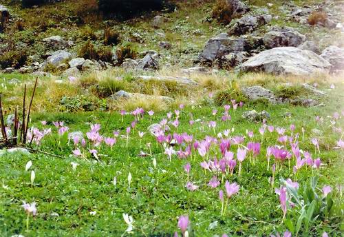 šafránu jak nas...