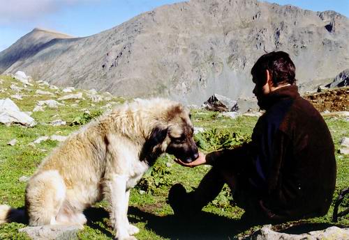 Alfons a pes/medvěd