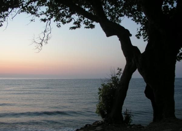 Rozeklaný platan v Ayanciku, pod nímž jsme vegetovali tři dni