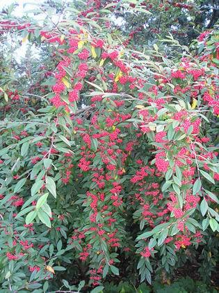 Ještě teď se všechno zelená a červená/Even now at the beginning of winter, everything is green and red.