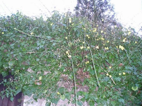 I když je polovina ledna, šechno už tu začíná kvést/In mid-January, Britain is in bloom