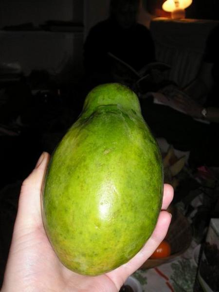 Papája/Papaya