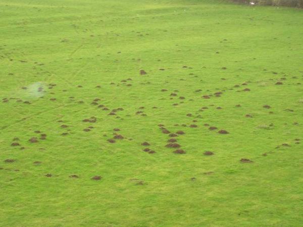 Říkala jsem si, že vám pořád posílám obrázky lidí, tak tentokrát i trochu přírody - mami, vidíš, že krtkové jsou i tady/ Moles - an omnipresent problem