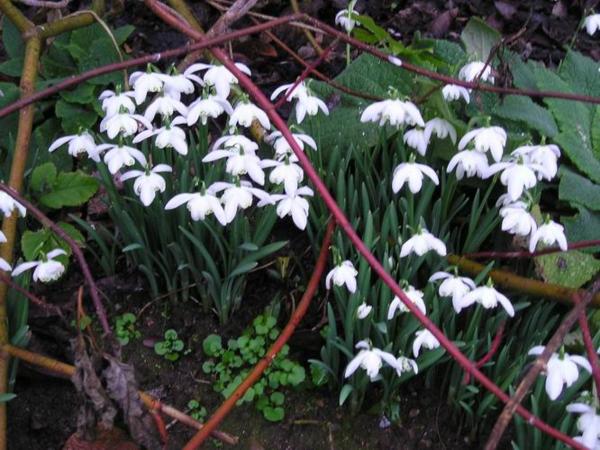 A je tu jaro (jakkoli Roy říká, že to je pořád zima)/Spring is here (Whatever you say, Roy - sorry)