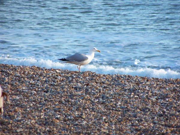 Racek/Seagull (foto Roy)