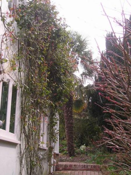 Na jejich zahradě je palma (myslela jsem, že palmy rostou jen tam, kde je teplo.../There is a palm tree in the graden ...I've always thought that palms need warm climate