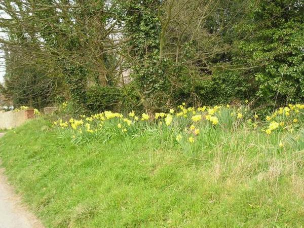 Británie je teď zaplavená narcisy/Britain is flooded by daffodils