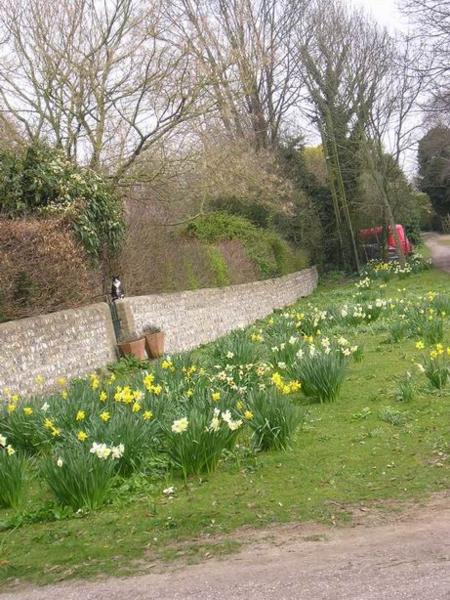 Které rostou úplně všude, bez varování (ta kočka je skutečná)/Which grow all over the place.