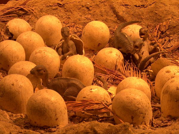 One could say they are even cute when they break out from the egg...