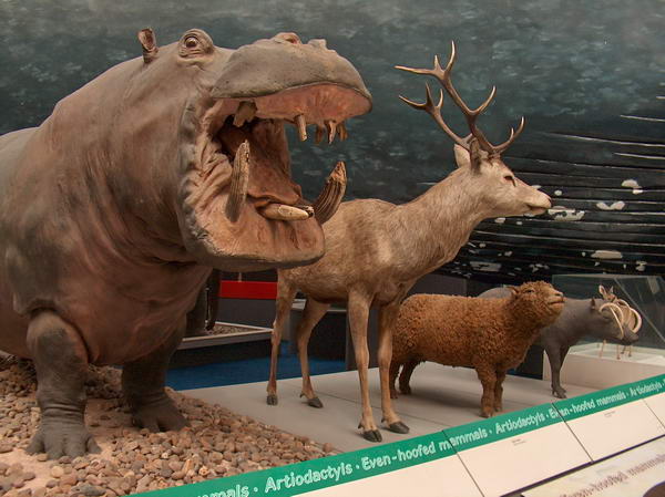 OK, you look dangerous too... - even-hoofed animals