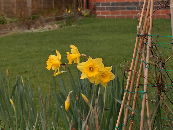 It's early April but daffodils bloom everywhere...