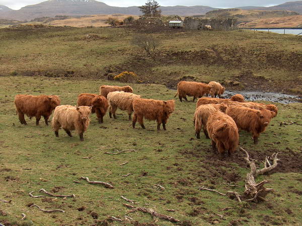 ...but there were some very cute Scottish Highland cows nearby