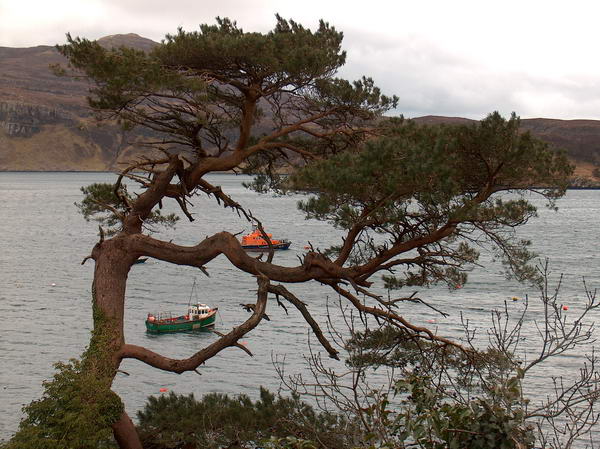 Curved tree above Portree port - Portree port tree:-)