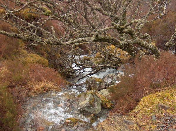 Stream from still melting snow