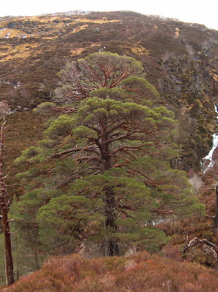 Majestic pine. they used to have lots of those in Scotland, esp. here in the Highlands, but they chopped them all down...