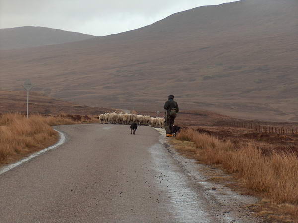Driving further north, in the middle of nowhere, we were surprised by a sudden traffic jam