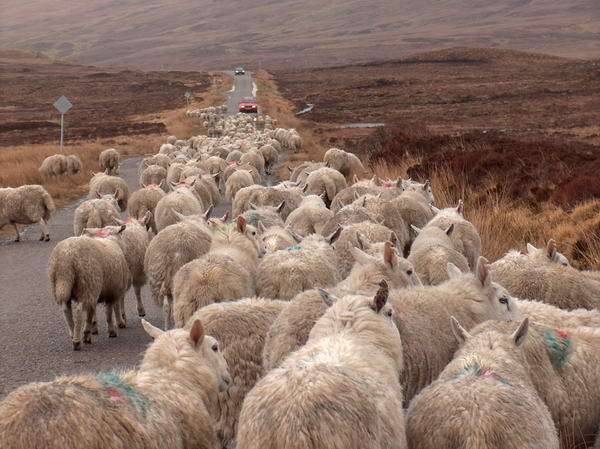 The shepherd told us to drive carefully through the sheep stock, so we did...