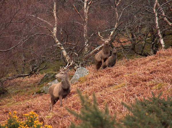 Scenic (almost abandouned) route through Highlands, with zillions of deers