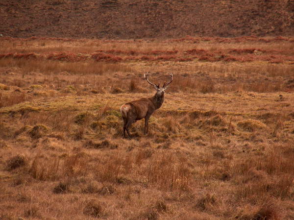 This guy looks pretty majestic, probably a leader