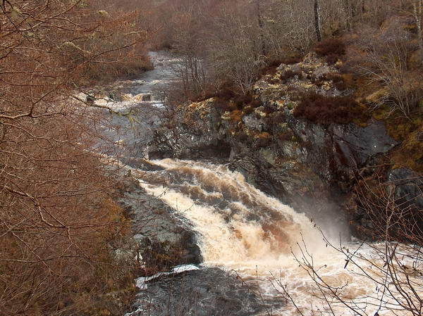 Unfortunately we haven't spotted any salmons:-(