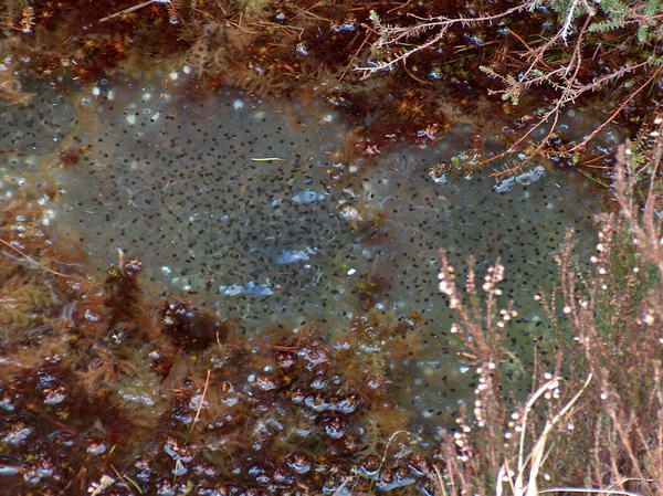 Frog eggs were abundant everywhere we looked