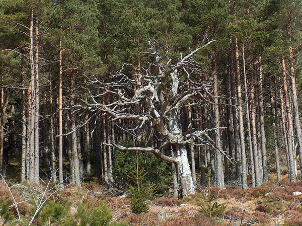 Twisted trees, as if in pain