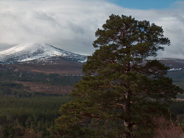 With majestic trees and mountains, Cirngorms is a really nice area
