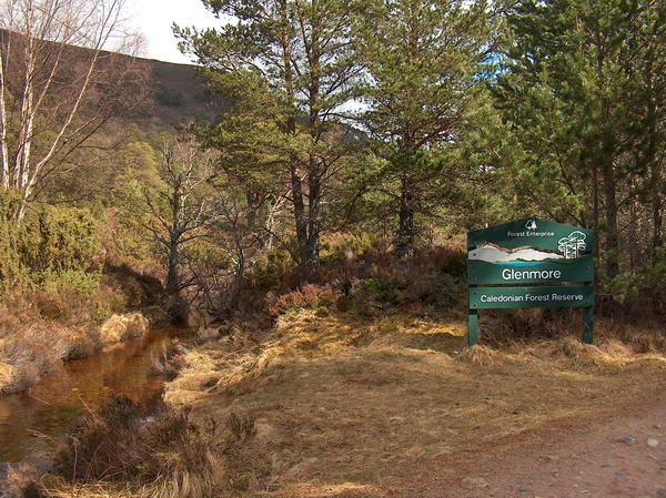 This kind of forest is called Caledonian forest - the original forest that once covered whole Scotland. Today only 1% remains;-((