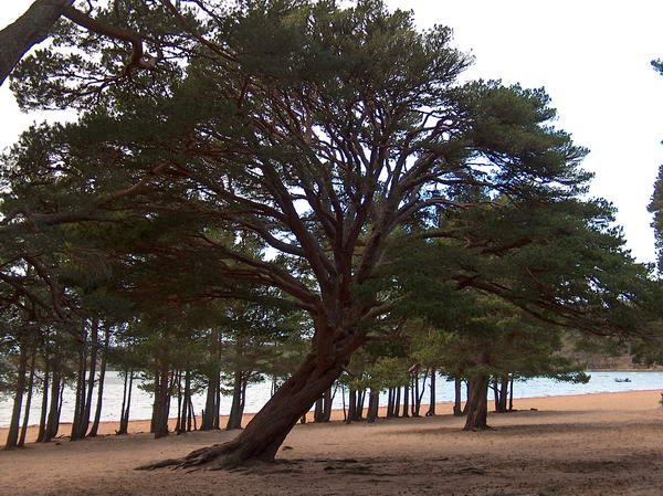 Trees at the beach of a lake