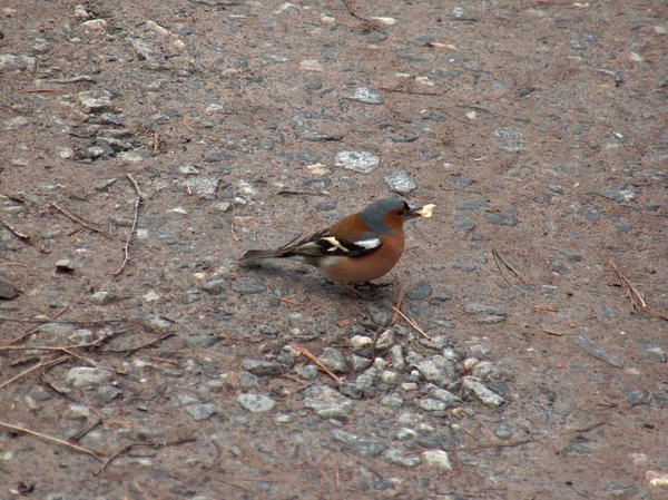 A bird, sorry I wasn't particularly good at zoology...