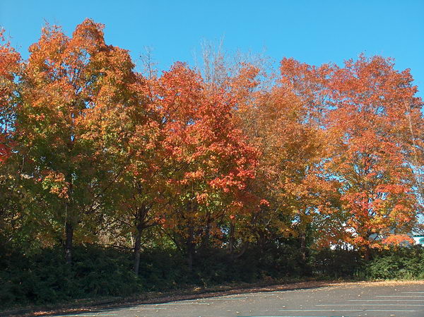 Další barevné stromy