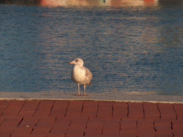 Racek na nábřeží