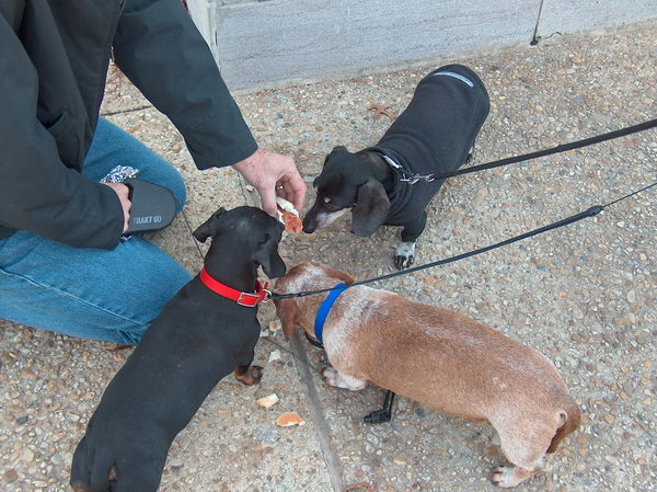 Pánovi nechutnal hotdog, ale jezevčíkům ano:-)