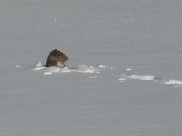 Veverka vyčumuje ze sněhového úkrytu