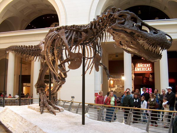 Sue - the most complete (90%!) skeleton of Tyrannosaurus in the world