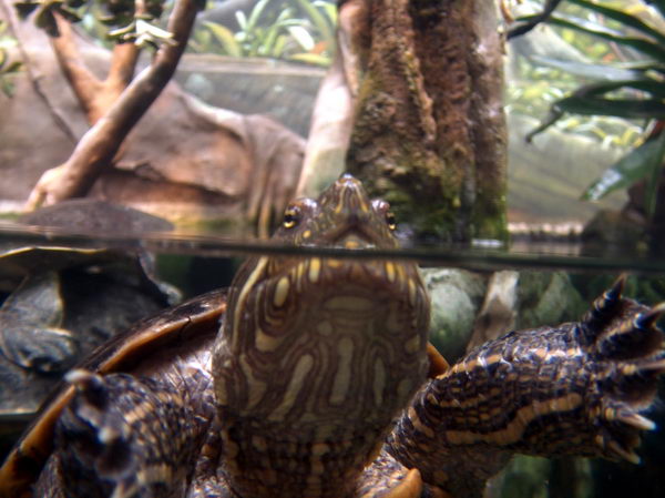 Turtle checking out what's going on up there