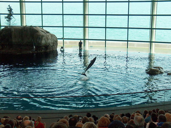 The biggest attraction: dolphin show