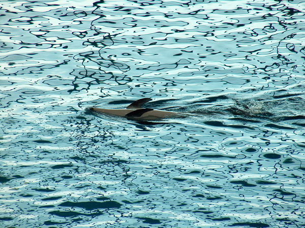 Dolphin swimming backstroke