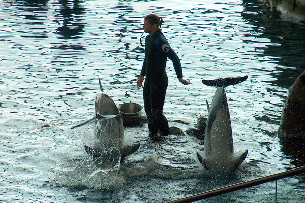 Trainer and her two students