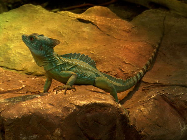 Green lizard