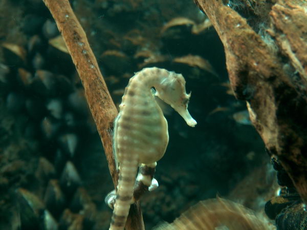 Sea horse (one of animals, whose babies are delivered by male)