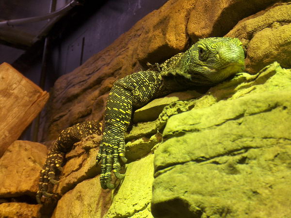 Different lazy green lizard