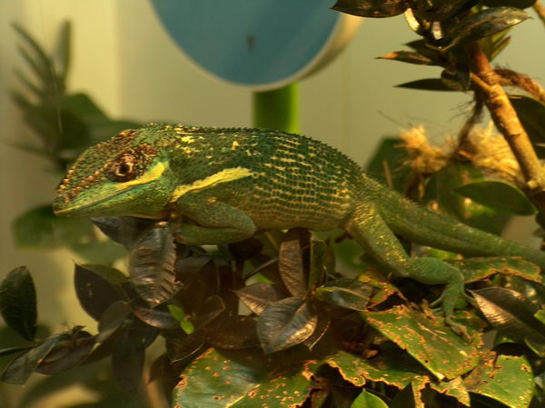 Yet another green lizard