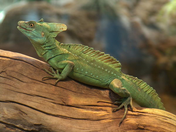 The same green lizard