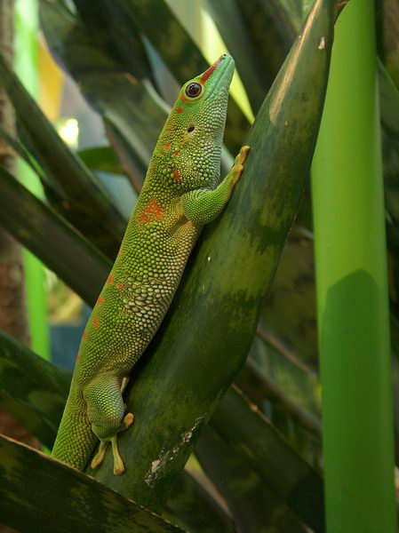 The last lizard... almost...