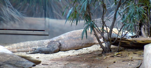 The main attraction in lizard section: Komodo dragon. It was sleeping in the far corner:-(